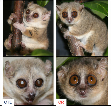 정상먹이로 자란 여우원숭이(왼쪽)과 칼로리를 줄여 키운 여우원숭이(오른쪽). 털이 더 많이 세고, 백내장이 생겼다. ⓒ CNRS/MNHN
