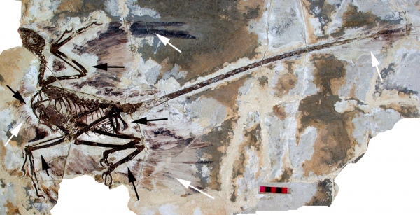 중국 박물관에 있는 미크로랍토르 화석. 흰 화살표에 깃털이 남아있다. ⓒ Wikimedia