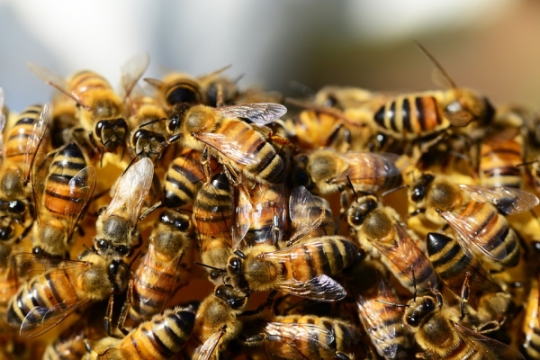복잡계의 대표적인 모습은 벌에서 볼 수 있다. ⓒ Pixabay