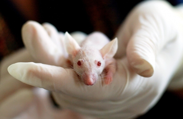 생쥐의 비만을 줄여주는 단백질이 나타났다. ⓒ Pixabay