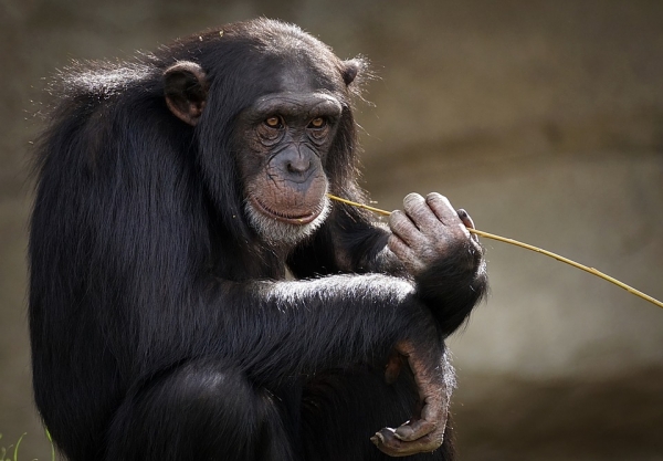 침팬지는 아기같이 웃는다. ⓒ Pixabay