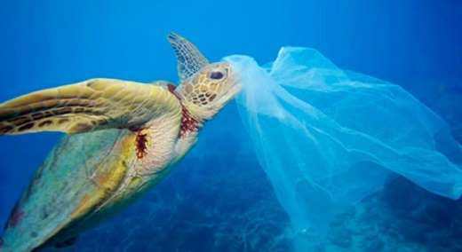 바다에 버져진 비닐(플라스틱) 쓰레기를 마주한 바다거북이의 모습. (사진=Pixabay)