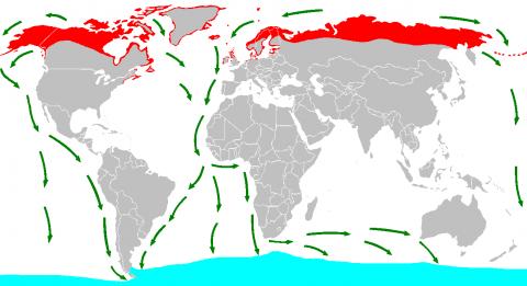 북극제비의 이동경로. 붉은 색이 서식지이고, 초록색이 이동경로, 아래쪽 하늘색이 월동하는 남극해안지역이다. ⓒ 위키피디아