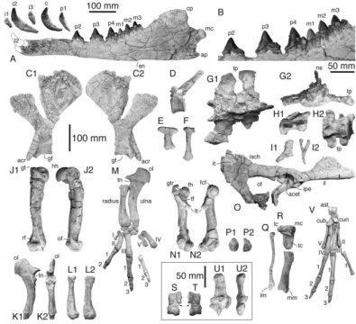 페루에서 발견한 고래 화석 뼈 / G. Bianucci