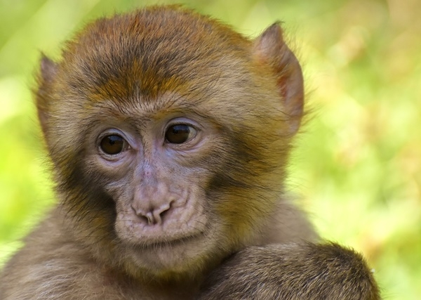 미국에서는 유전자 가위 기술로 원숭이의 심장병을 치료한 연구 결과가 나왔다. (사진=픽사베이)