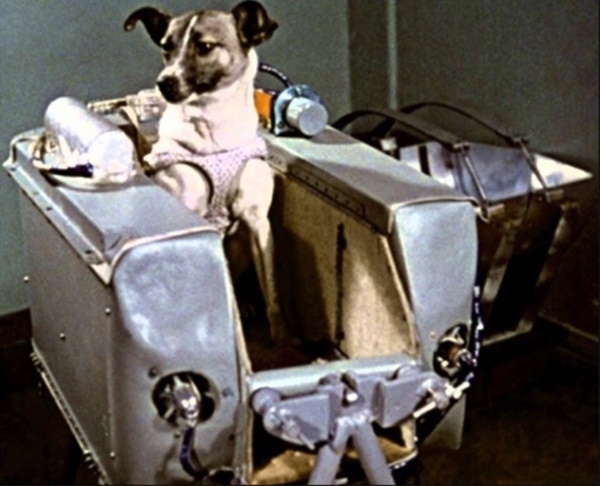최초 비행 동물인 러시아 개 라이카는 훗날 과학자의 증언으로 비행 몇 시간만에 숨졌다고 알려졌다. 라이카는 우주인이 탄생하는 데 큰 역할을 했다. (사진=위키디피아)