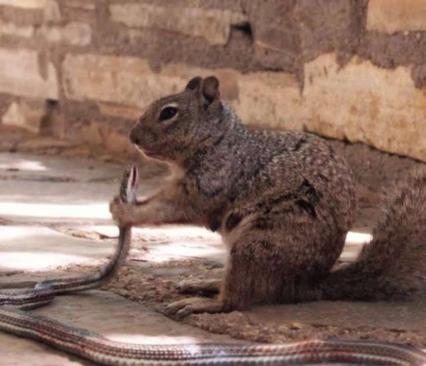 뱀 잡아먹는 다람쥐 / 미국국립공원관리공단