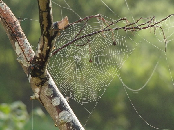섬유질로 된 거미줄 또한 연구 소재로 주목받고 있다. (사진=픽사베이)