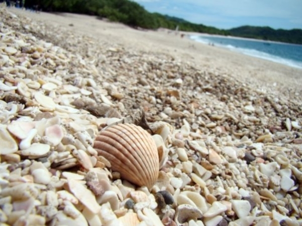 콘찰(Conchal) 해변의 조개 모래사장 (사진=Tripadvisor 웹사이트 캡쳐)
