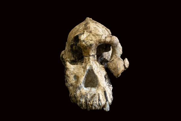 380년 전 초기 인류의 화석 credit : © Dale Omori, Cleveland Museum of Natural History