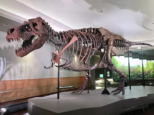 미국 자연사 박물관의 거대한 티라노사우루스 렉스 공룡의 화석. credit : 위키피디아