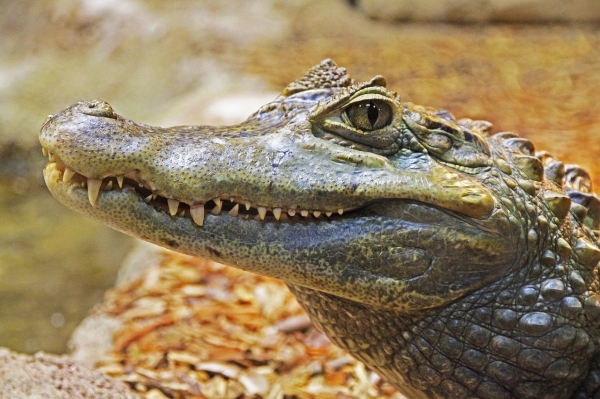 연구팀은 악어를 통해 공룡의 두개골 변화를 추적했다.  credit : pixabay