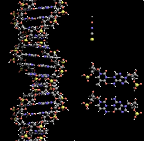 생물학과 유전공학의 혁명을 불러온 DNA의 이중 나선구조. (사진=위키피디아)