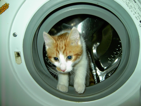 낮은 온도로 쓰는 가정용 세탁기는 대장균의 저장고가 될 수 있다. (사진=픽사베이)