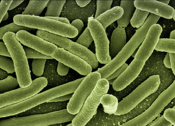 대표적인 박테리아인 대장균, (사진=픽사베이)