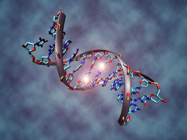 DNA 메틸 그룹(가운데 밝은 공 모양)을 보여주는 DNA 모형. (사진=위키피디아)