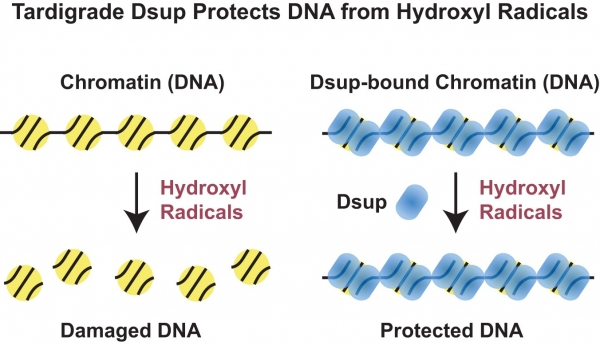 Dsup이 유전자가 파괴되는 것을 막아준다.(사진=UC 샌디에이고)