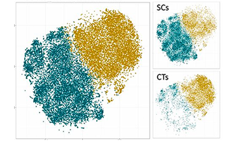 110세를 넘는 초장수 노인들은 세포독성 T세포(푸른색)의 비율이 사진 오른쪽 위 처럼 높게 나타났다. (사진=리켄 연구소)