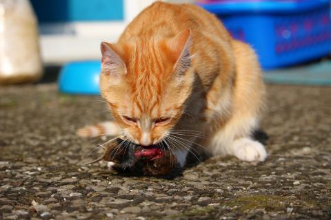 쥐를 잡아 먹는 고양이 (사진=픽사베이)