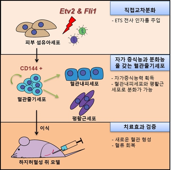혈관줄기세포 제작과 동물실험에서 치료 효과 검증 관련 그림. (사진=UNIST)