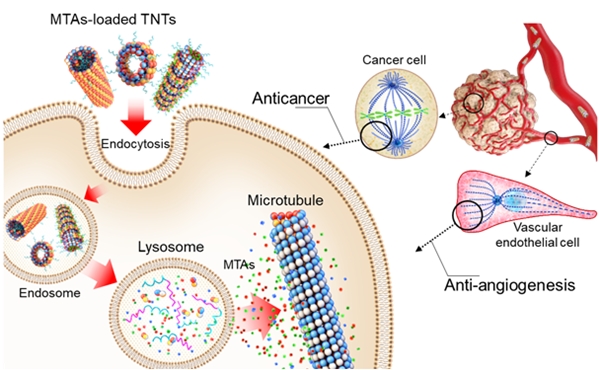 항암제가 탑재된 TNT(튜불린 나노 튜브)의 항암 및 혈관 형성 억제 작용 과정. (사진=KAIST)