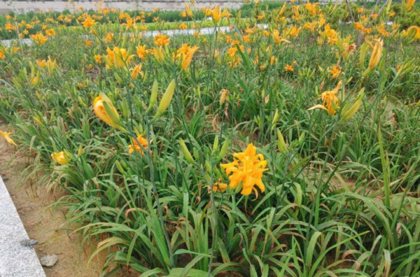 LG생활건강 청주가든에서 재배하는 자생식물 천초화 (사진=LG생활건강)