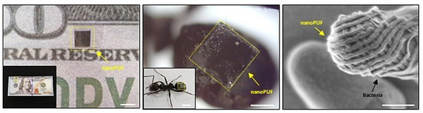 나노 크기의 소형화를 통해 지폐, 개미, 박테리아 위에 부착된 나노 지문 패턴 이미지 (KAIST 제공)